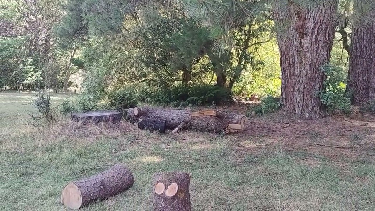 Прогулка по лесу в горах - пятничный поход, отдых и полный релакс в 