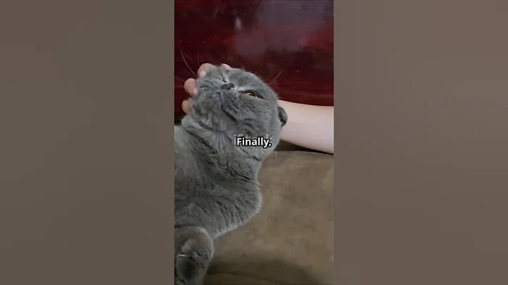 Watch the video about Did you know these 3 facts about Scottish Folds?😺 #animals #cat #cats #pets #cute #song #petsrule