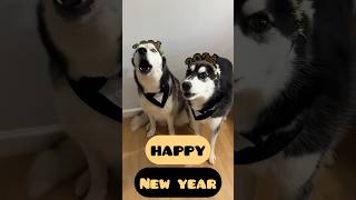 dogs countdown to the new year! #happynewyear