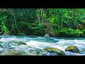 TRANQUIL RIVER SOUNDS FOR DEEP SLEEP, NATURE ASMR RELAXATION LIVE