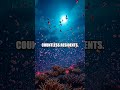 Beneath the Coral Crown: A Barrier Reef Odyssey