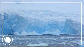 Scientists watch the William Glacier front collapse | British Antarctic Survey