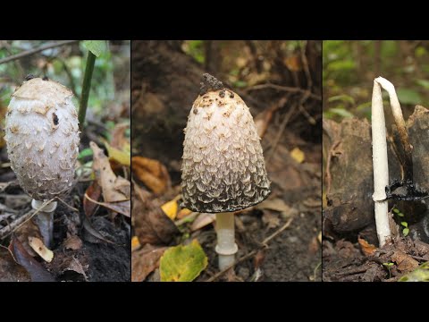 Video: Jestiva gljiva topola