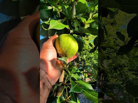 A healthy pear tree with heavy fruit