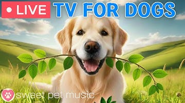 🔴24 Hours of Dog TV🎵🐶Calming Music for Dogs to Sleep🐶💕Soothing Music to Ease Dog Anxiety and Stress