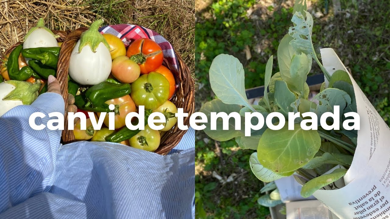 La millor collita de la meva vida!🌟 & els primers passos de l’hort d’hivern