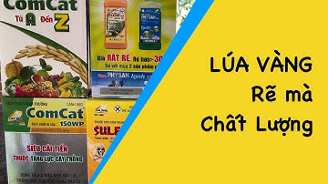 Quản lý sâu hại và bệnh hại trên lúa cùng Cty Lúa Vàng. Rẽ mà Hay