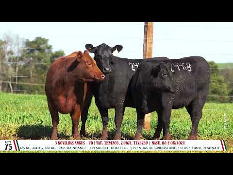 Lote 75 Trio Angus - Dia 14/08 Leilão Cab. Soldera - Parceria Leilões- Trans. TV El Campo