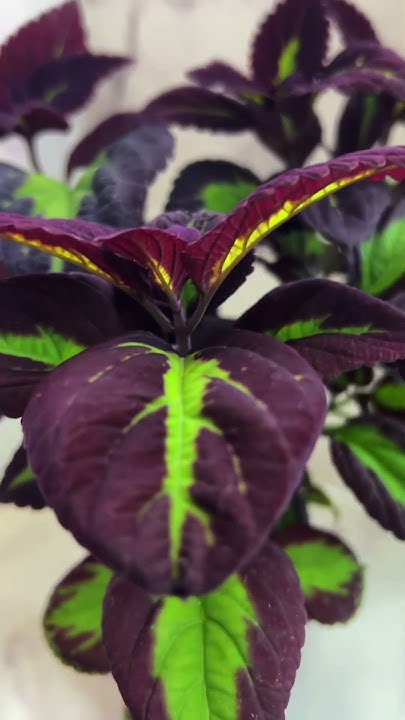 Колеус Сатурн #колеус #garden #flowers #колеусы #gardening #цветы # ...
