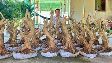 Linh Sam Sông Hinh lá trung - hàng to, đế đẹp [O931.239339] Thành Tài giao luu 29/7- LTK Bonsai