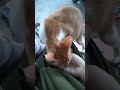 Kucing makan pelet ikan