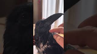 Corvid Pin Feathers Being Preened By Person #birds #crow #raven #feather #animals #friends