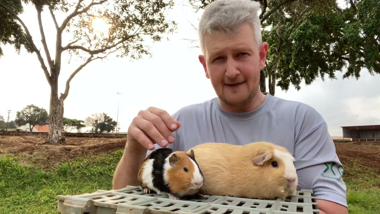Porquinho da Índia Inglês e Porquinho Gigante