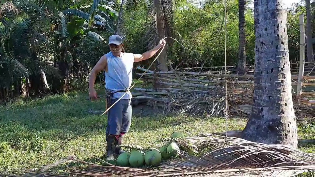 HARVESTING COCONUT IN THE PHILIPPINES YouTube