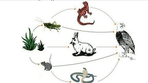 Class-5 ( EVS ) | L - 14 ( Insectivorous Plants) - Reading | By Amandeep Kaur