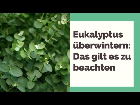 Video: Eukalyptus Královský