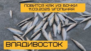 E56 Селедка ловится как из бочки. Подводная съемка. Владивосток, Угольная.