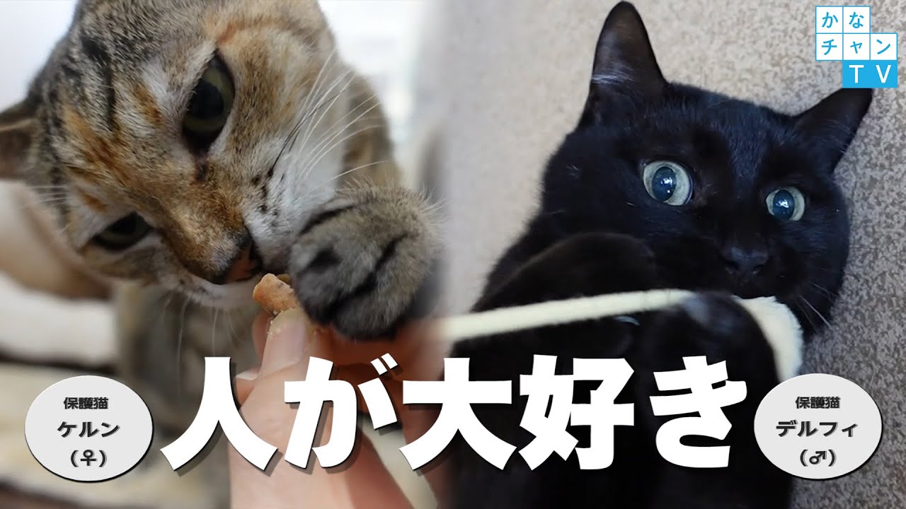 最初のおねだり「お手」と最後の「ポンポン遊び」は必見です！ 【保護猫】ケルン＆デルフィ　ずっとの家族を待っています。 ～神奈川県動物愛護センター