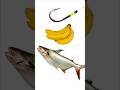 Seperti Ini Cara Memasang Umpan Mancing Ikan Patin #shorts #fishing #tutorial