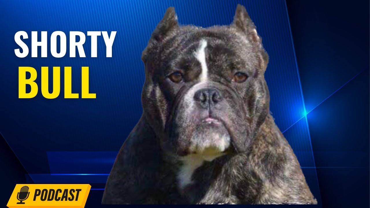 Episode 38: Shorty Bull - Karina Bergen from Bergen Viking Bulls Kennel camera iphone 8 plus apk