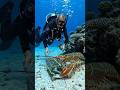 🌊 Lost at Sea… But the Catch Was Worth It! 🎣🦞 #Shorts #underwatervideo #underwaterphotography