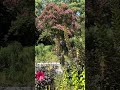 Bloom Alert @BrooklynBotanicGardenOfficial #plants #bloom #garden