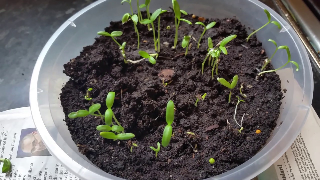 how to transplant young marigold plants Transplanting Marigold ...