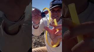 Argentine ants in Hawaii