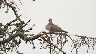 The European Turtle Dove