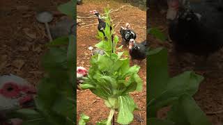 Still scattering feed on the ground You're behind the times!