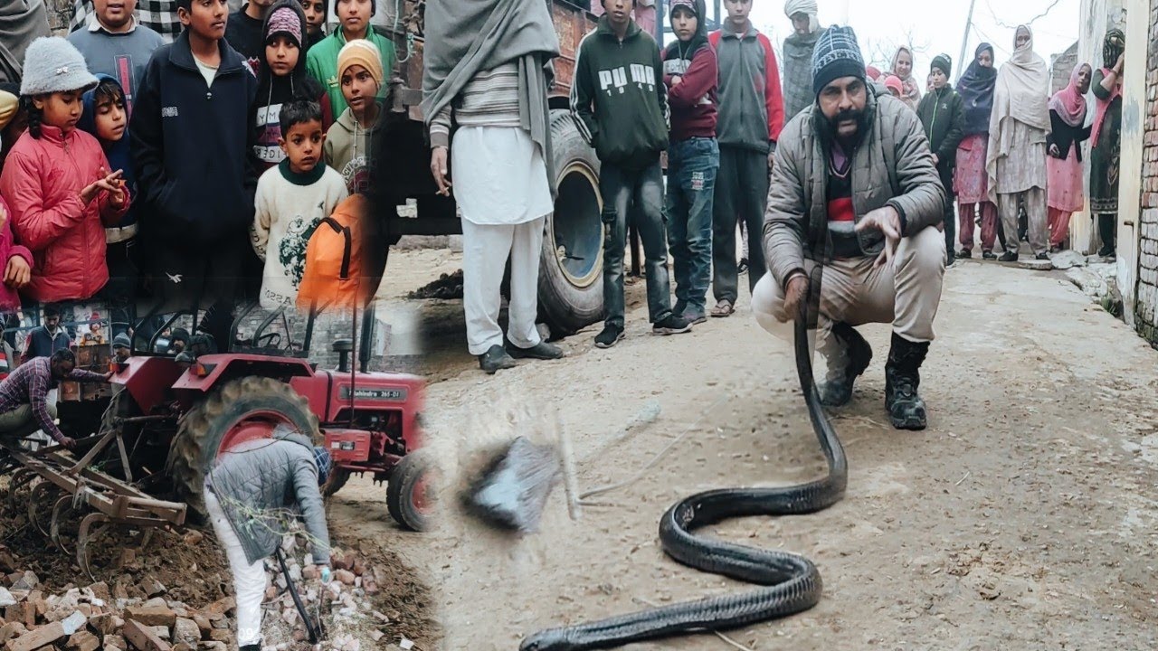 बरसों साल पुराने सांप ने गांव में मचाई दहशत, सच्चाई जानने के लिए देखें पूरी वीडियो....