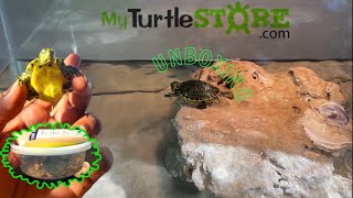 My Turtle Store Unboxing (Baby Yellow Belly Slider) 2021