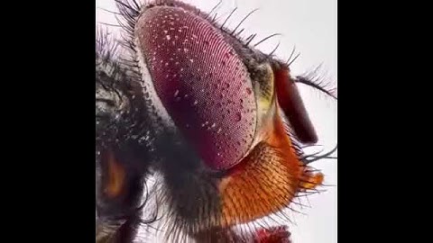 Wireless Digital WiFi USB Microscope 50X To 1000X