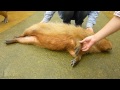 カピバラの耳をナデナデ (Scaratching capybara's ear)