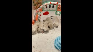 Ragdoll Kittens  Streaming From Londons Cattery