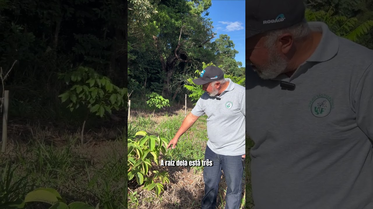 Nasceu  Pequi aqui! É lindo ver de perto a natureza se reproduzindo espontaneamente #pequi
