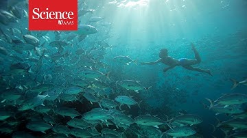 Some people have evolved bigger spleens to hunt underwater