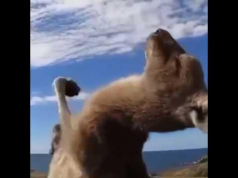 кингуру - YouTube