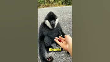 This Monkey’s Secret Plan Shocked Everyone