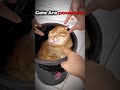 The last one cat|| Cats are powerless💀 #cats #viral #meme #skull