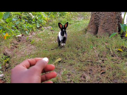 वीडियो: खरगोश कैसे प्राप्त करें