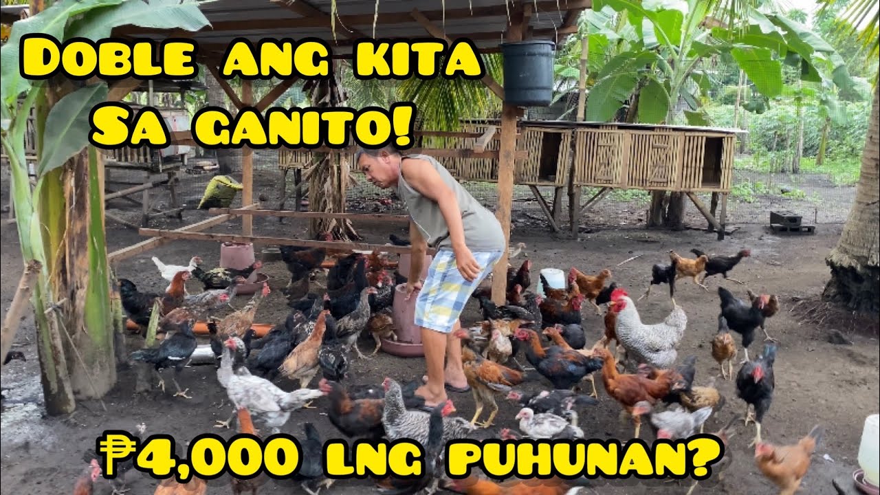 MAGKANO ANG PUHUNAN AT GASTOS SA 100 CHICKS TO HARVEST?