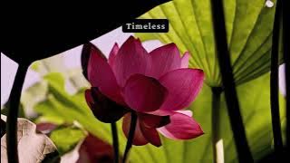 China Rain Perfume Oil, created at Body Time, Berkeley in 1970, now offered at Perfectly Scentsable