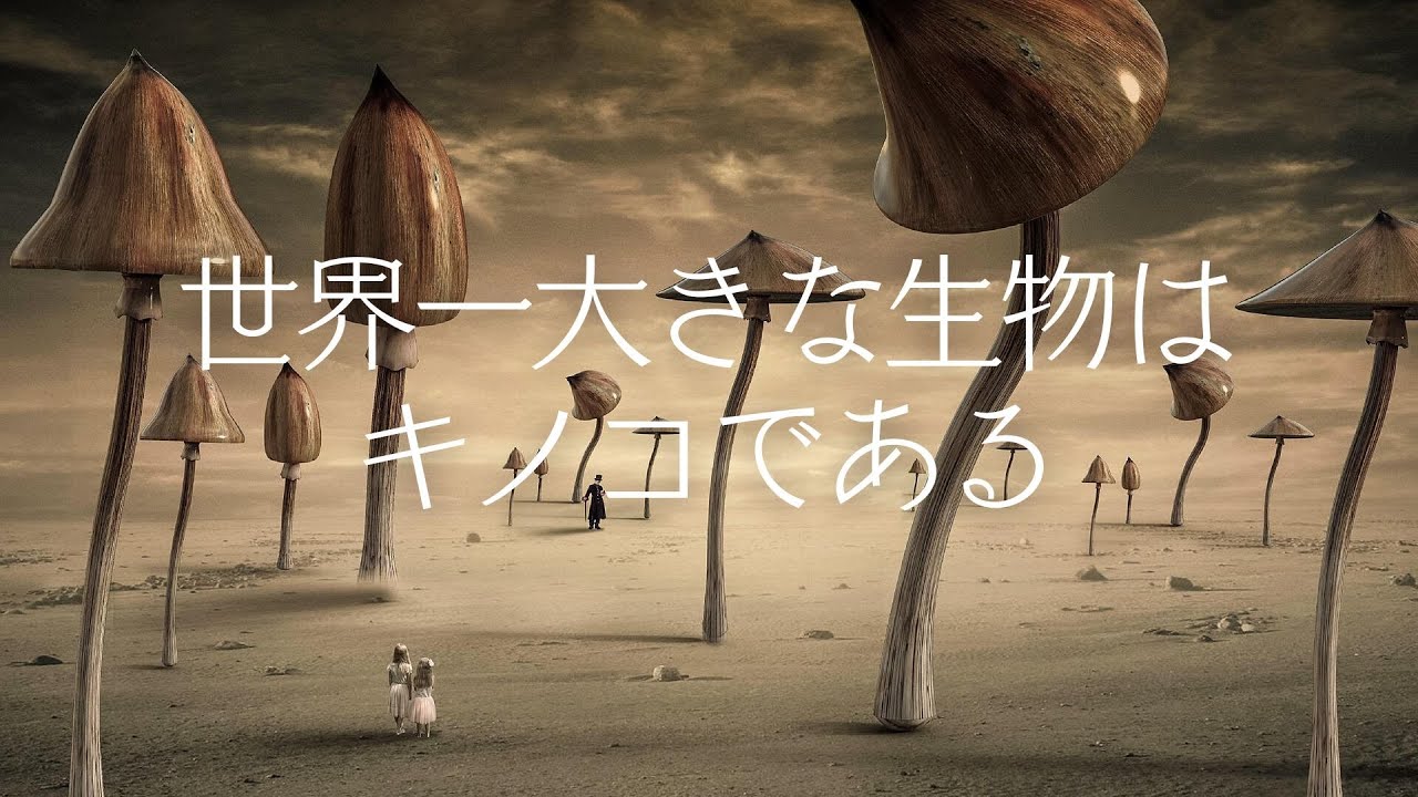 東京ドーム190個分! 世界一大きな生物オニナラタケ YouTube 東京ドーム190個分! 世界一大きな生物オニナラタケ YouTube