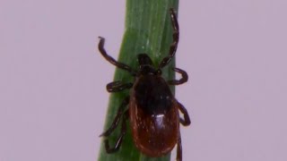 Tick bites, lyme disease on the rise, says health officials