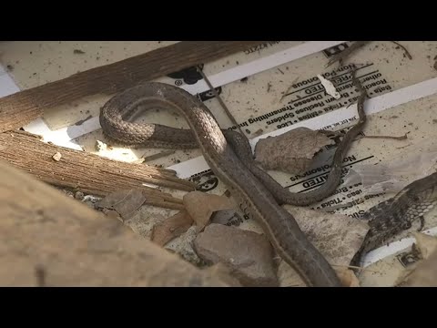 First-time homebuyer finds at least 10 snakes living inside walls of new home