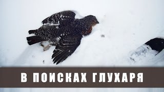 Охота на глухаря с подхода зимой. ИЖ-43Е (тайга, копалуха, поход) Охота на глухаря с подхода зимой. ИЖ-43Е (тайга, копалуха, поход)