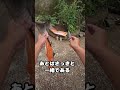 サーモン　オススメ料理