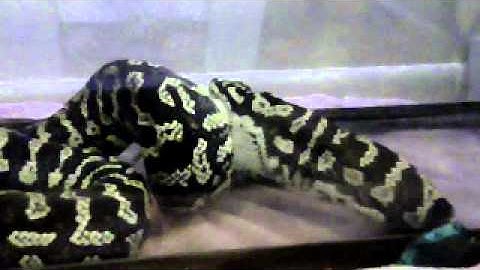 6 foot Carpet Python Feeding on Large Rat