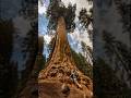 World’s Largest Tree – The Giant General Sherman 🌲 | Short |